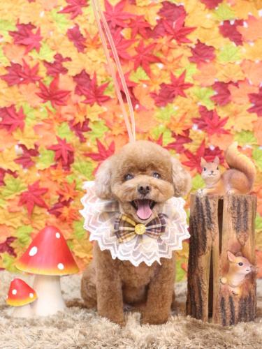 2241102フーちゃん